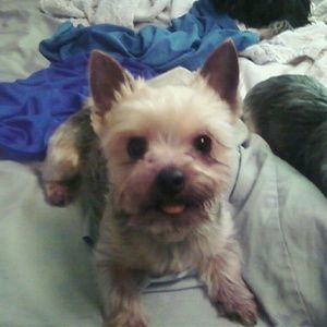 Meet your Posher, Susan